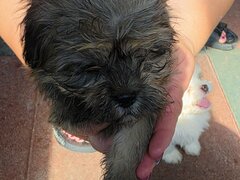 Puiuti Bichon Havanez isi cauta familii iubitoare!